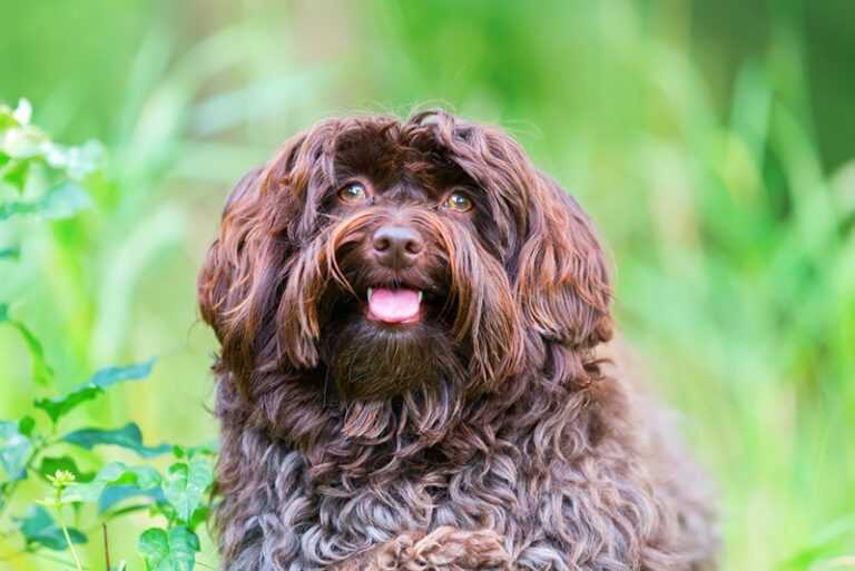Chocolate Havanese: Rich in Both Color and Charm