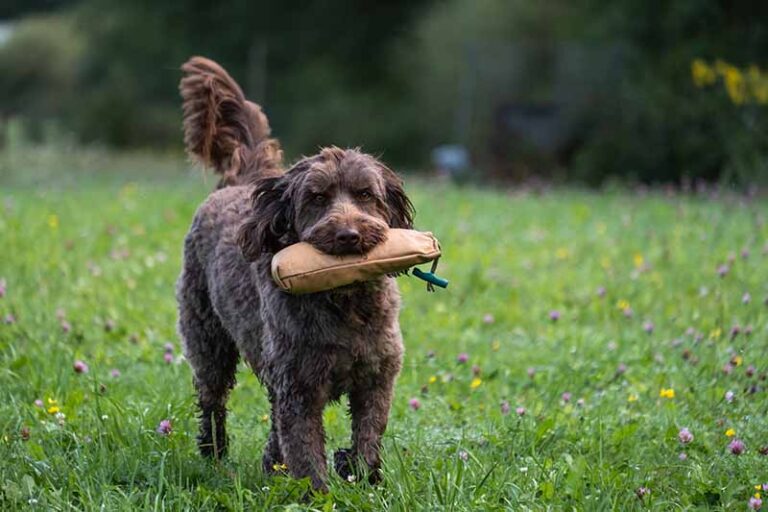 Chocolate Labradoodle: The Ultimate Guide for Dog Lovers