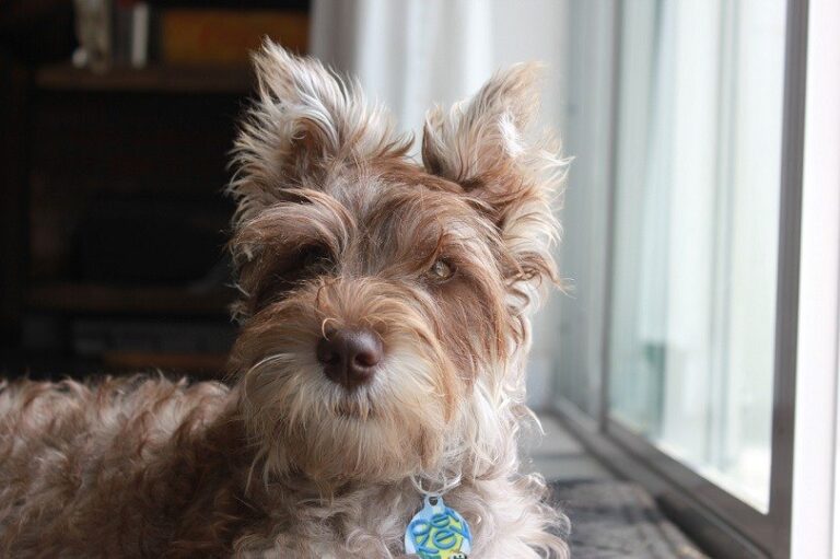 Chonzer (Bichon Frise & Miniature Schnauzer Mix): Pictures, Info, Care & More
