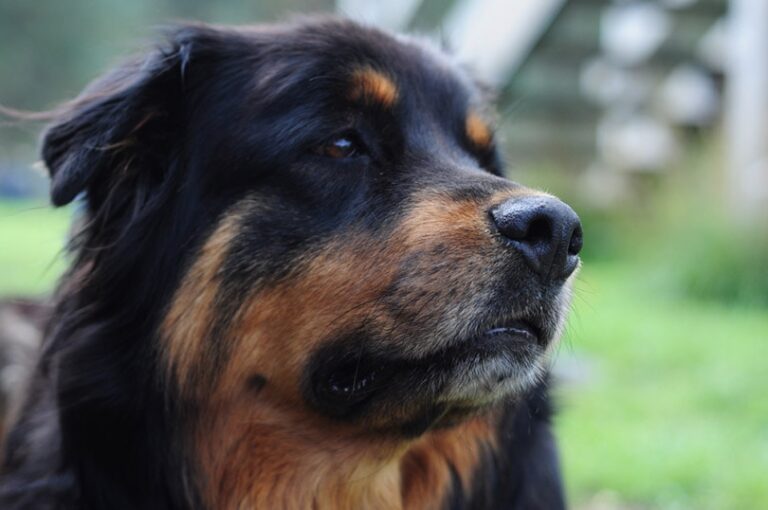 The Chow Chow Rottweiler Mix: A Majestic and Devoted Guardian