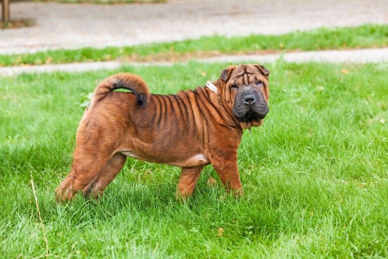 The Chow Pei: A Majestic Mix of Two Ancient Chinese Breeds