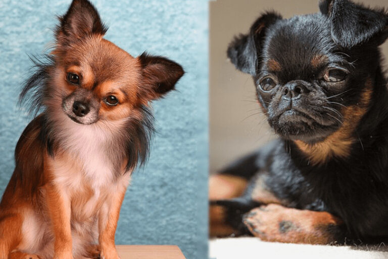Chussel (Chihuahua & Brussels Griffon Mix): The Ultimate Guide