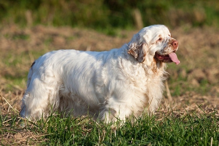 Clumber Spaniel: Info, Pictures, Facts & More