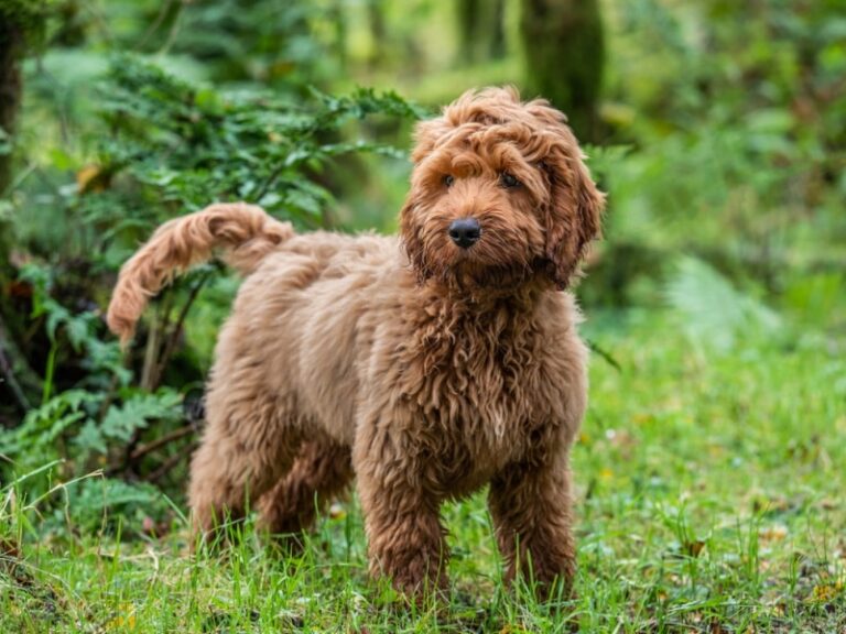 The Complete Guide to Cockapoo Characteristics, Care and Companionship