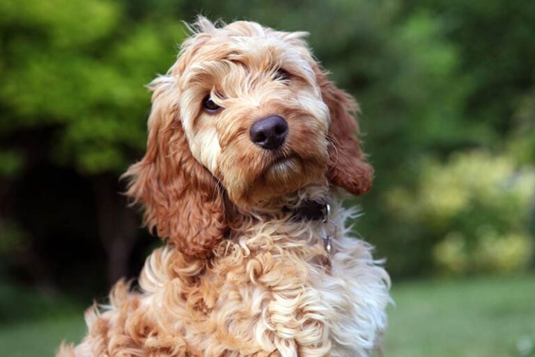 The Cockapoo: A Comprehensive Guide to the Charming Cocker Spaniel-Poodle Mix