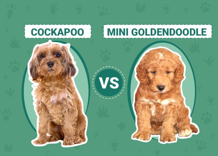 Cockapoo vs Mini Goldendoodle: The Differences (with Pictures)