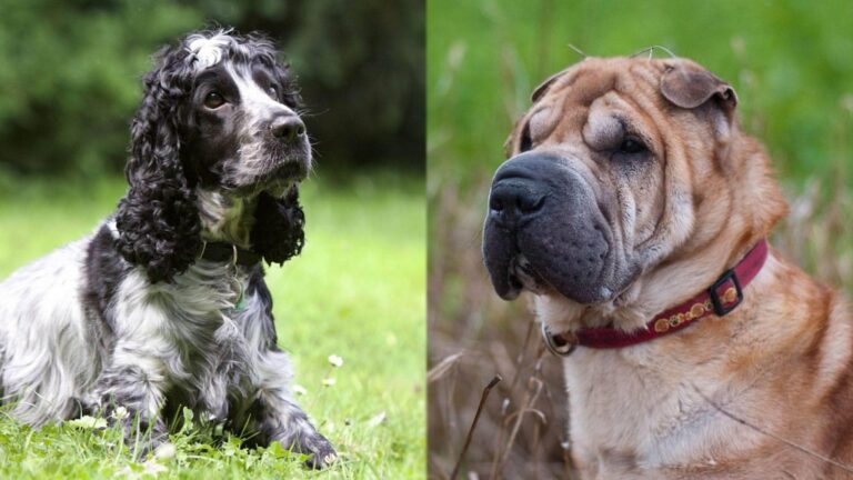 The Cocker-Pei: A Comprehensive Guide to This Unique and Adorable Hybrid Breed