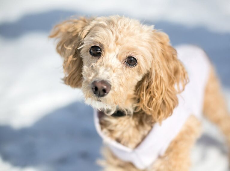 Cocker Spaniel Mixes: A Comprehensive Guide for Dog Lovers
