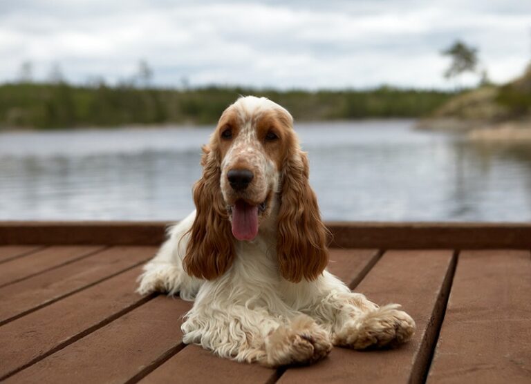 Cocker Spaniels: The Ultimate Guide to Their Pros and Cons