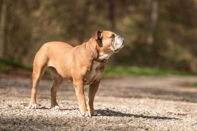 The Continental Bulldog: A Comprehensive Guide for Dog Lovers