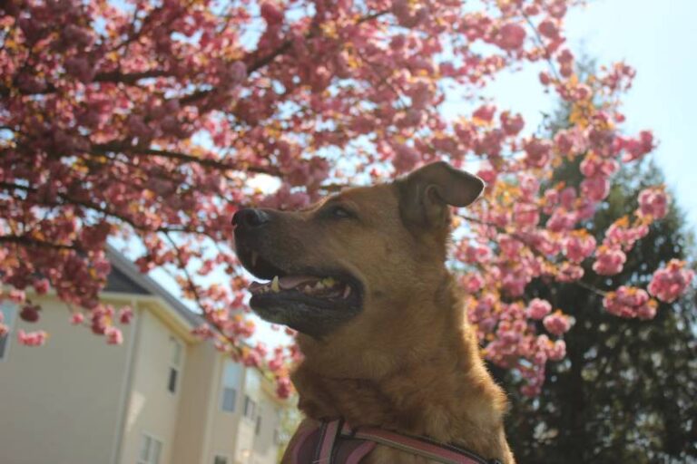 10 Coolest Dog Breeds: Pictures, Facts, & History