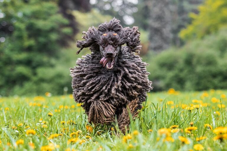 The Fascinating History and Unique Appeal of Corded Poodles