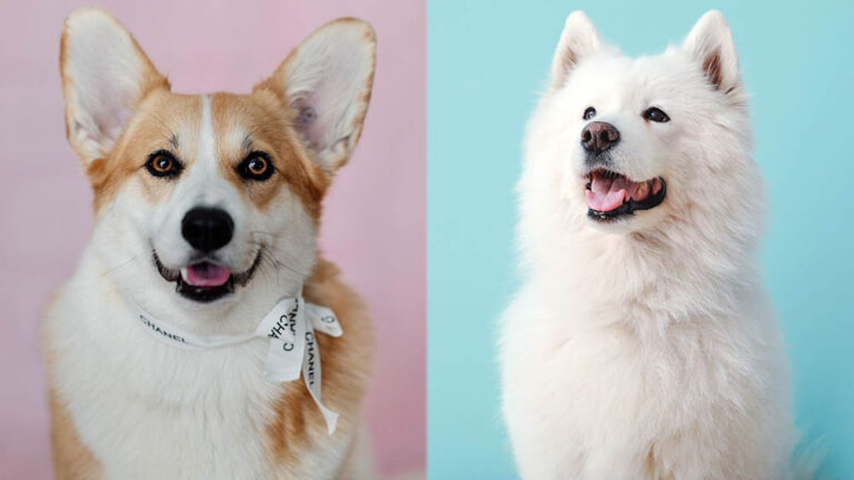 The Corgi Samoyed Mix: A Fluffy Smart Companion