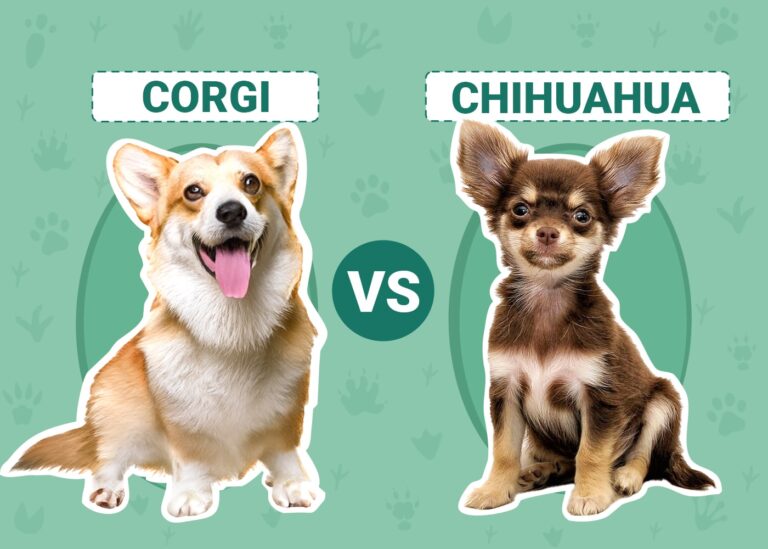 Corgi vs Chihuahua: The Key Differences (With Pictures)