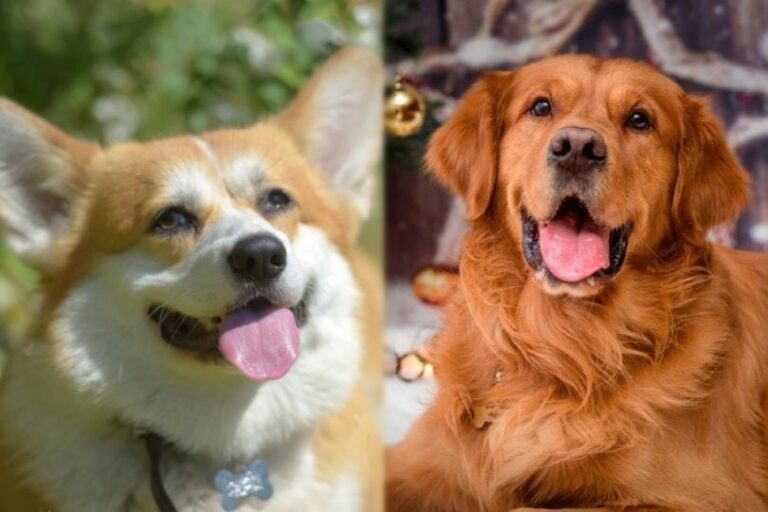 Corgis vs. Golden Retrievers: The Ultimate Comparison Guide for Dog Lovers