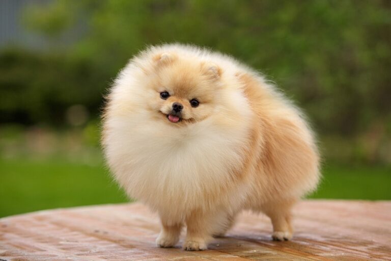 Cream Pomeranians: Petite Charmers Rich in History and Personality