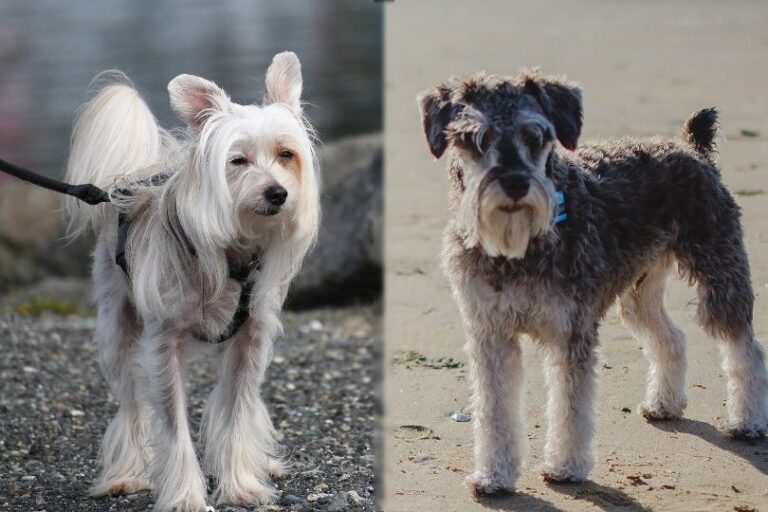 The Captivating Crested Schnauzer: A Comprehensive Guide