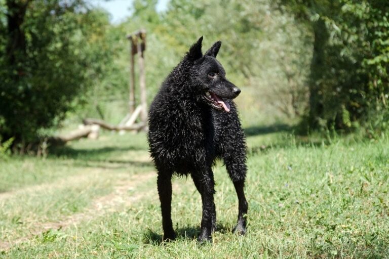 The Croatian Sheepdog: A Comprehensive Guide for Dog Lovers