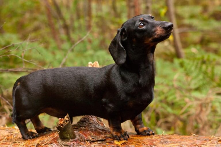 10 Vet-Approved Dachshund Facts & Information
