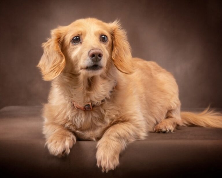 Dachshund Lifespan: A Dog Lover&lsquo;s Guide to Longevity