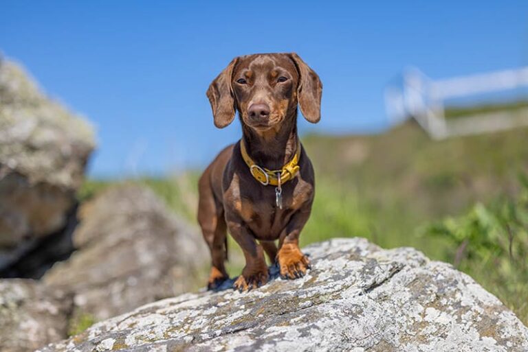 How Much Do Dachshunds Really Cost in 2025? An Expert Breakdown