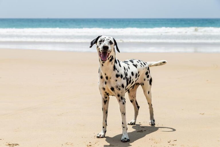 The True Cost of Owning a Dalmatian: A Comprehensive Guide for 2025