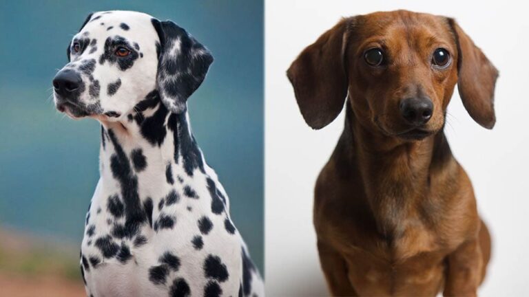 Dalmatian Dachshund Mix: The Ultimate Guide to the "Dalmachshund"