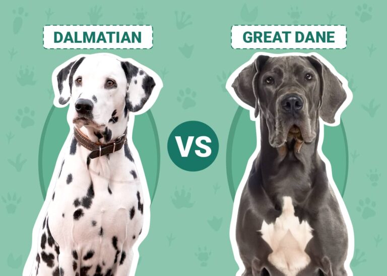Dalmatian vs Great Dane: A Dog Lover&lsquo;s Comparison