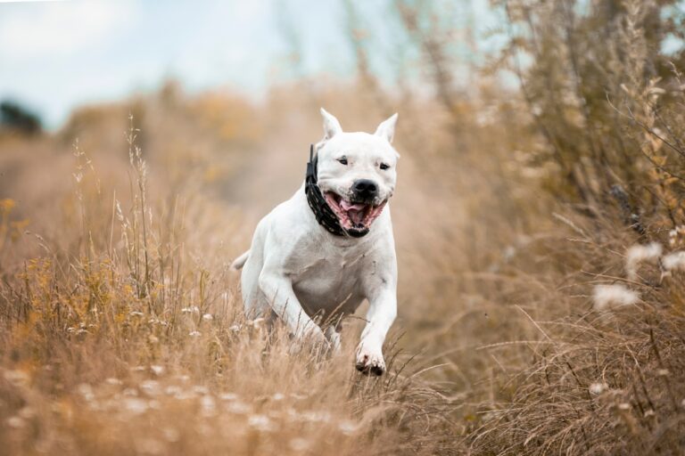 15 Most Dangerous Dog Breeds: Pictures, Facts & More