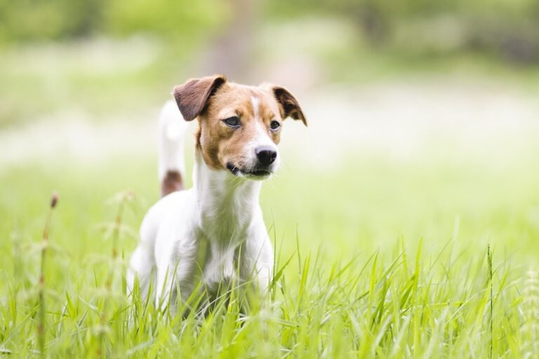 The Delightful Danish Swedish Farmdog: A Comprehensive Guide