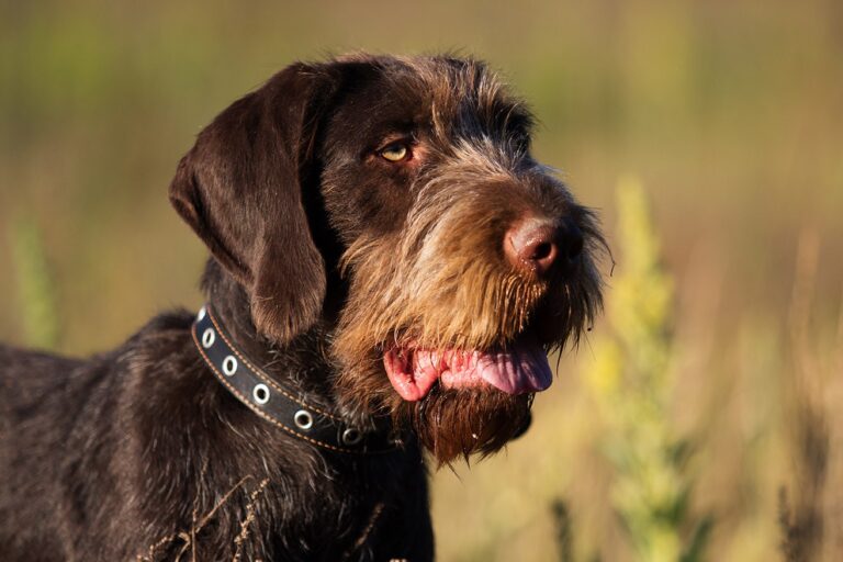 The Deutsch Drahthaar: Germany&lsquo;s Ultimate Hunting Companion