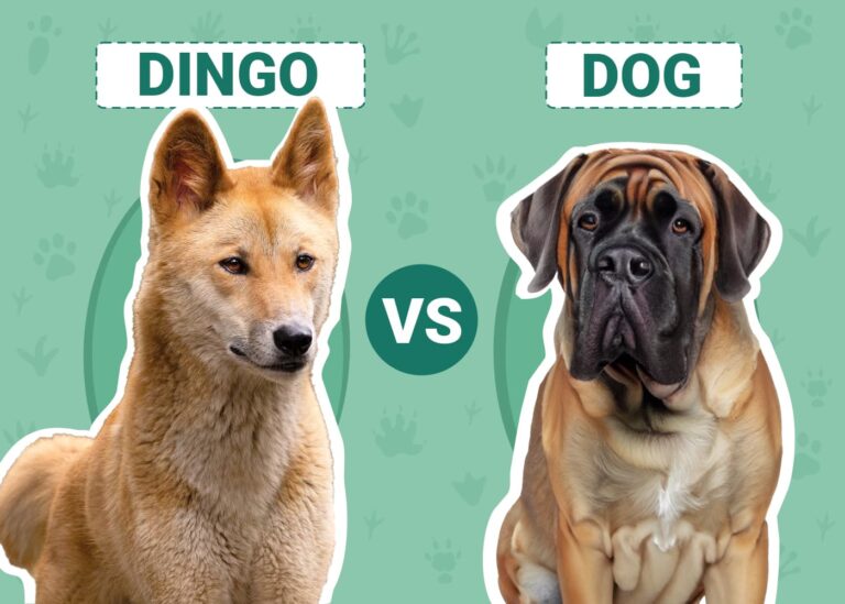 Dingo vs Dog: An In-Depth Comparison