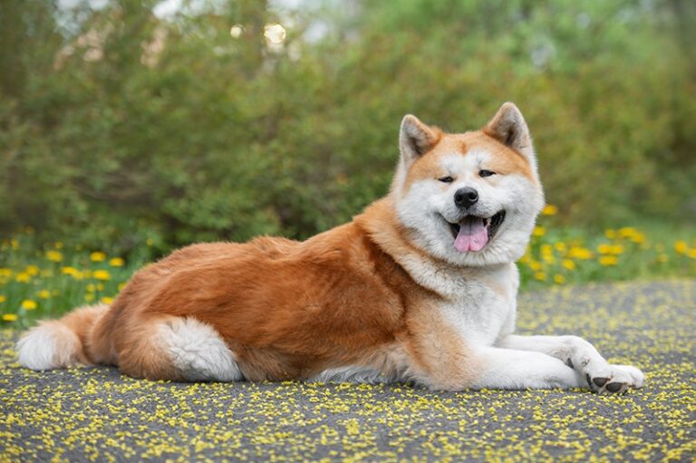 Do Akitas Shed a Lot? What Akita Owners Need to Know