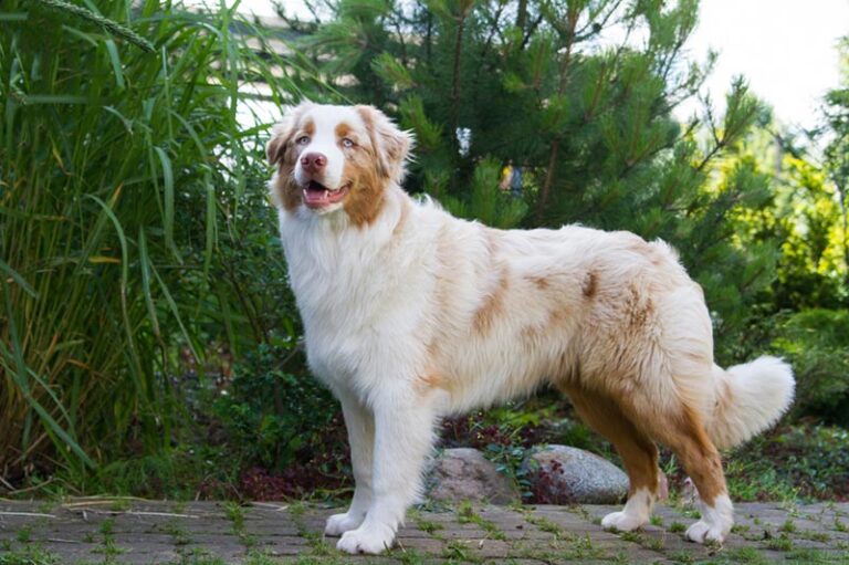 Do Australian Shepherds Have Tails? Debunking Myths and Exploring the Truth
