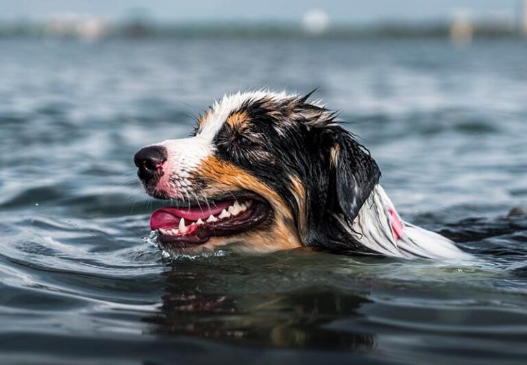 Do Australian Shepherds Like Water? A Dog Lover&lsquo;s Guide