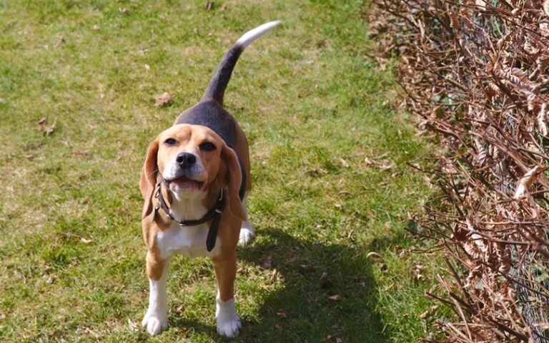 Do Beagles Bark a Lot? A Vet&lsquo;s Guide to Beagle Barking Habits