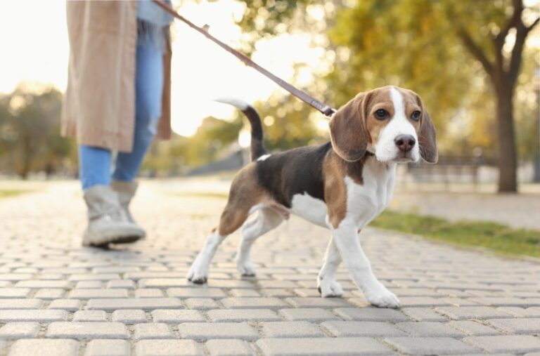 Do Beagles Smell? A Dog Lover&lsquo;s Guide to the Hound Scent