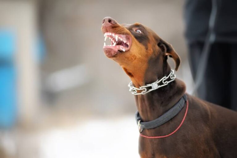 Doberman Bite Force: Understanding Your Loyal Guardian&lsquo;s Powerful Jaws