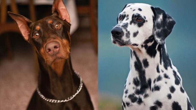 The Doberman Dalmatian Mix: Loyal, Energetic, and Brilliantly Spotted