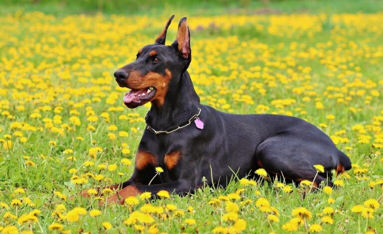 Doberman Ear Cropping: An In-Depth Look at the Controversial Practice