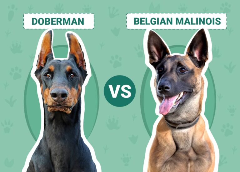 Doberman Pinscher vs Belgian Malinois: An In-Depth Comparison for Dog Enthusiasts