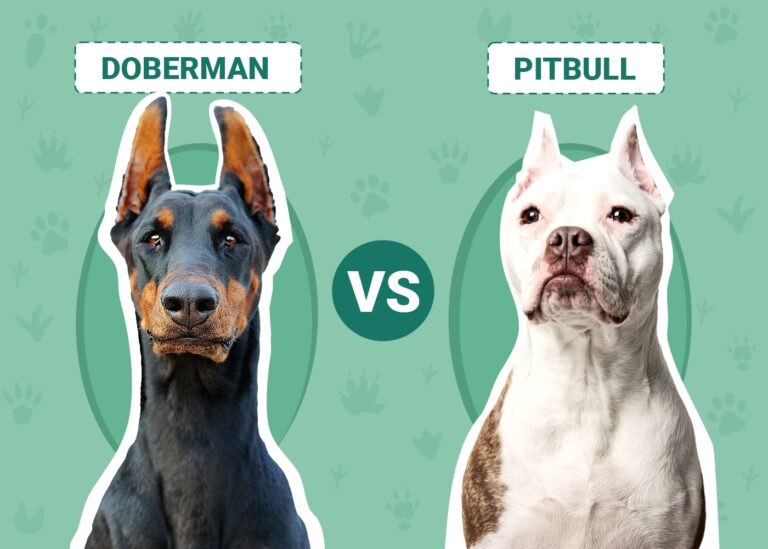 Doberman vs Pitbull: The Differences (With Pictures)