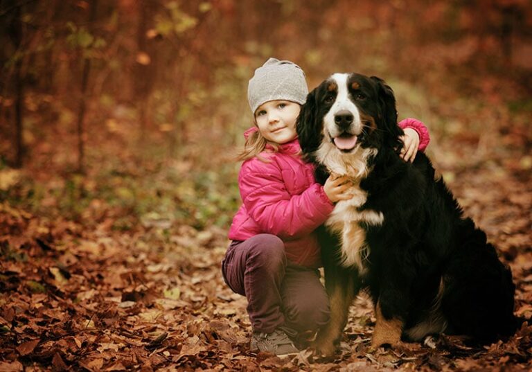 Are Bernese Mountain Dogs Cuddly? What You Need to Know About This Affectionate Breed