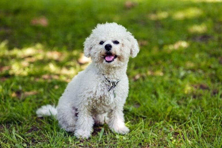 Do Bichon Frises Bark a Lot? An In-Depth Look From a Dog Lover&lsquo;s Perspective