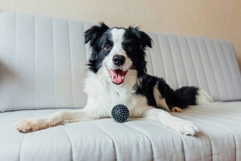 Do Border Collies Shed a Lot? Facts & FAQs