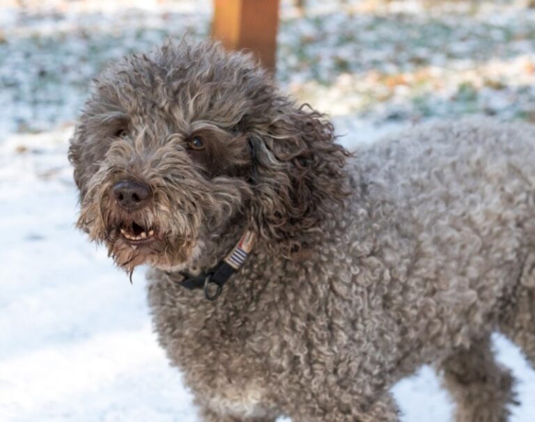 Do Cavapoos Bark a Lot? How Much & How to Stop It