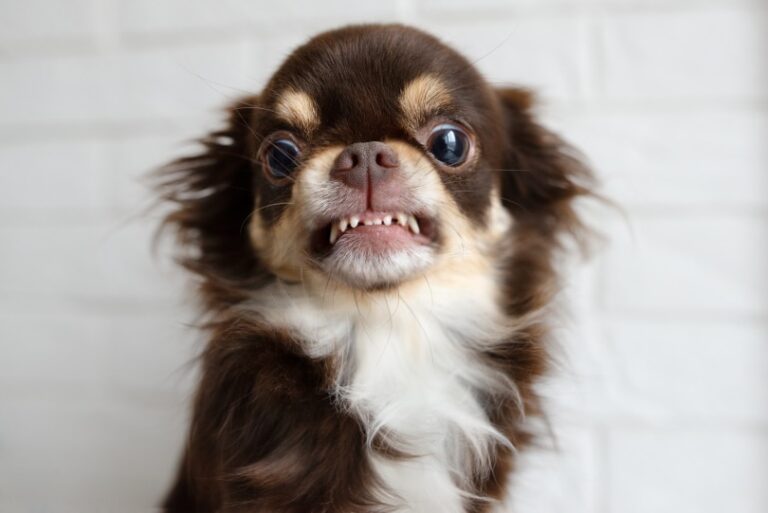 Chihuahuas: The Tiny Dogs with a Mighty Bark