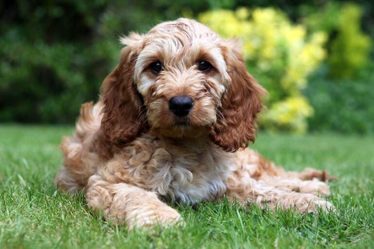 Do Cockapoos Get Separation Anxiety? A Veterinarian&lsquo;s In-Depth Guide