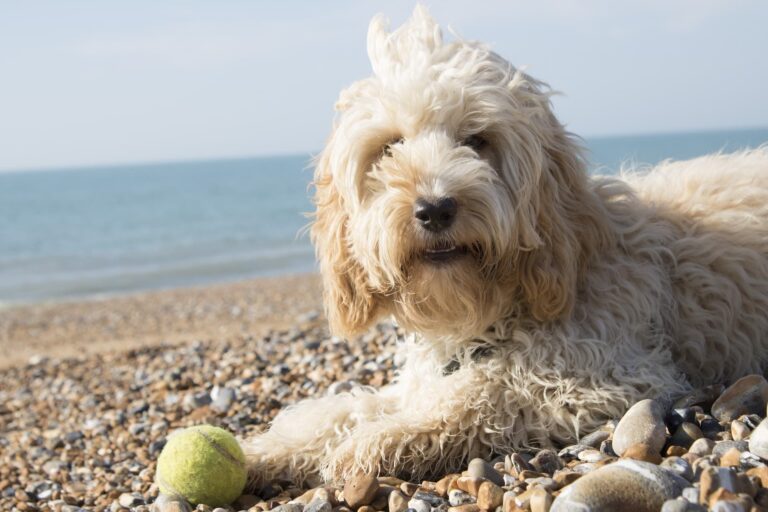 Do Cockapoos Like Water? A Dog Lover&lsquo;s Guide to Cockapoos and Swimming