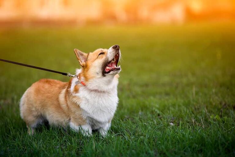 Do Corgis Bark a Lot? The Ultimate Guide for Corgi Owners